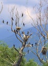 Birds nest on dead trees