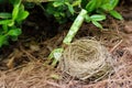 Birds Nest With Decorative Garden Fork Royalty Free Stock Photo