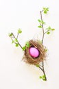 Birds Nest with Easter Egg in a Tree Branch with Spring Growth Royalty Free Stock Photo