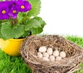 Birds nest with eggs and primulas flowers