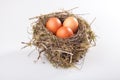 Birds nest with eggs