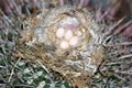 Birds Nest seated in an Arizona Cactus