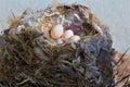 Birds Nest seated in an Arizona Cactus