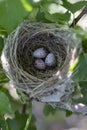 Birds nest with eggs in their natural habitat Royalty Free Stock Photo