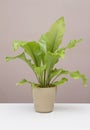 Birds nest fern Royalty Free Stock Photo
