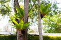 Birds nest fern Royalty Free Stock Photo