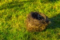 Birds nest laying in the grass, animal crafted home with twigs, spring season background
