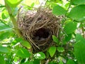 Birds nest in lime tree Royalty Free Stock Photo