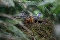 Birds in the nest Royalty Free Stock Photo