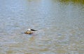 A Birds Nest In The Middle Of A Lake. Royalty Free Stock Photo