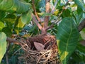 Birds nest in nature