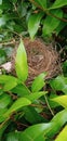 Birds nest.none eggs but it& x27;s so beautiful. Royalty Free Stock Photo