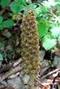 Birds-nest orchid or Neottia nidus-avis yellowish-light brown flower closeup