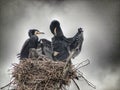 Birds nest at Periyar lake in Kerala