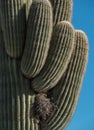 Saguaro Cactus with birds nest