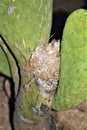 Birds Nest seated in an Arizona Cactus