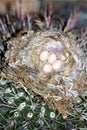 Birds Nest seated in an Arizona Cactus