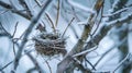 A birds nest sits empty in a tree its inhabitants fleeing from the brutal ice storm brought on by Mother Natures icy