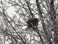 Birds nest and snowy tree branches, Lithuania Royalty Free Stock Photo