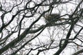 Birds nest Spring or late fall in Pennsylvania