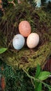 Birds nest with three multicolored eggs in a garden