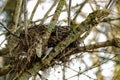 Birds` Nest In Winter Hedgerow