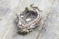 Birds Nest Royalty Free Stock Photo