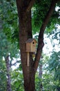 The birds nesting box is beaten on a tree. A lodge for birds. Summer landscape. Royalty Free Stock Photo