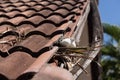 Birds nesting under old roof that loose or broken tiles and eaves