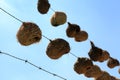 Birds nests. Royalty Free Stock Photo