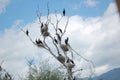 Birds and the nests on the branches of a bare tree with a blue sky in the background Royalty Free Stock Photo