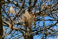 Birds` nests on dead tree branches on a background of blue sky Royalty Free Stock Photo