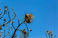 Birds` nests on dead tree branches on a background of blue sky Royalty Free Stock Photo