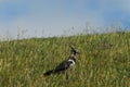 BIRDS- The Netherlands- A Northern Lapwing in Tall Grass Royalty Free Stock Photo