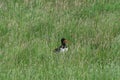 BIRDS- Netherlands- An Oystercatcher in Tall Colorful Grass