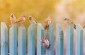 Birds noisily playing on an old wooden fence