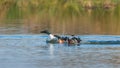 Birds - Northern Shoveler, Shoveler, Anas clypeata Royalty Free Stock Photo