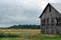 Birds on Old Barn Field Royalty Free Stock Photo