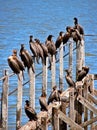 Birds in a old dock