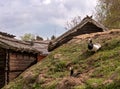 Birds on the old roof of a traditional swedish house. A pair of geese resting on the roof of the house with a stone pipe