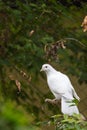 Birds in Oradea zoo in Romania Royalty Free Stock Photo