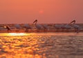 Birds and other animals are photographed in the rays of the rising sun in the Danube Delta. Royalty Free Stock Photo