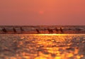 Birds and other animals are photographed in the rays of the rising sun in the Danube Delta. Royalty Free Stock Photo