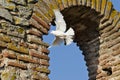 Birds over The Church of Saint Sofia