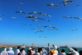 Birds over sea getting feeded Royalty Free Stock Photo