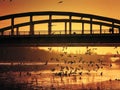 birds over the Vistula