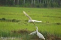 Birds on paddy field kerala village beauty