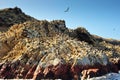 Birds on Paracas island, Peru