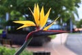 Birds of Paradise or Crane flower - closeup view Royalty Free Stock Photo