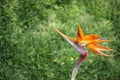 Birds of Paradise flower with blurred grass swirl Royalty Free Stock Photo